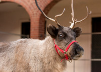 Cheekwood Holiday Lights 2015